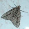 Thera cupressata